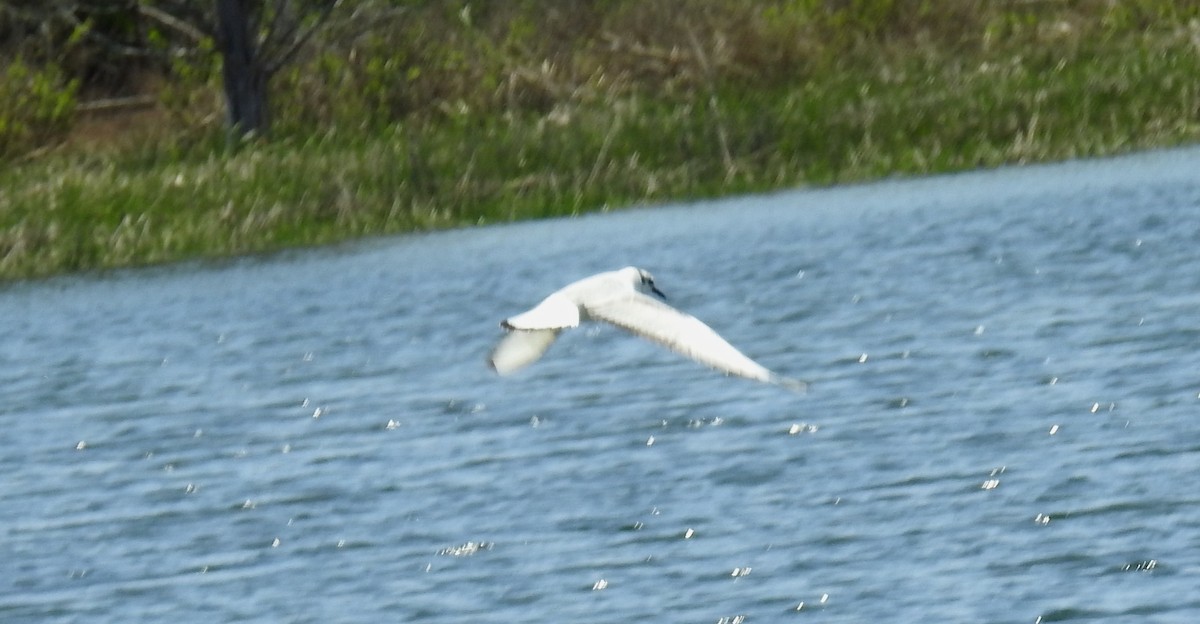 Bonaparte's Gull - Anca Vlasopolos