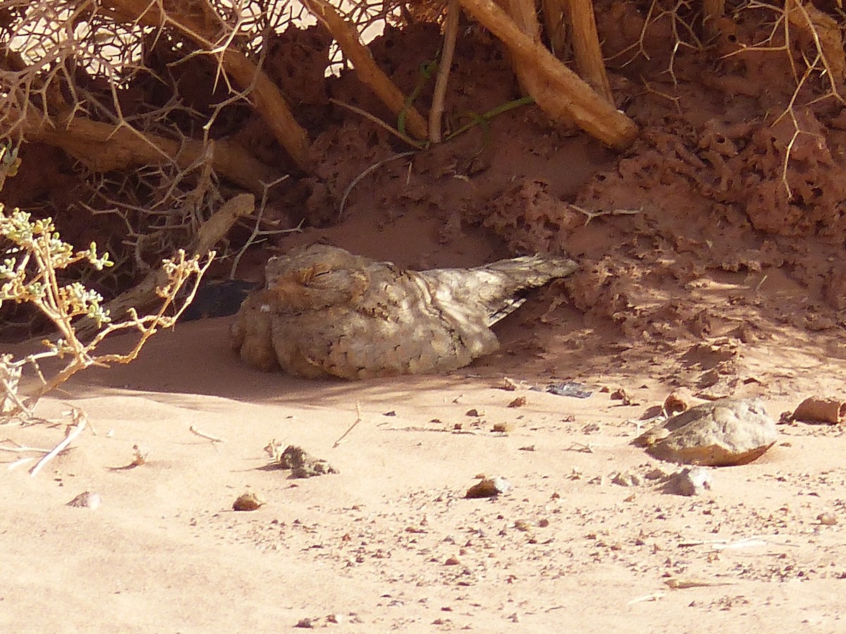 Egyptian Nightjar - Jorge López Álvarez