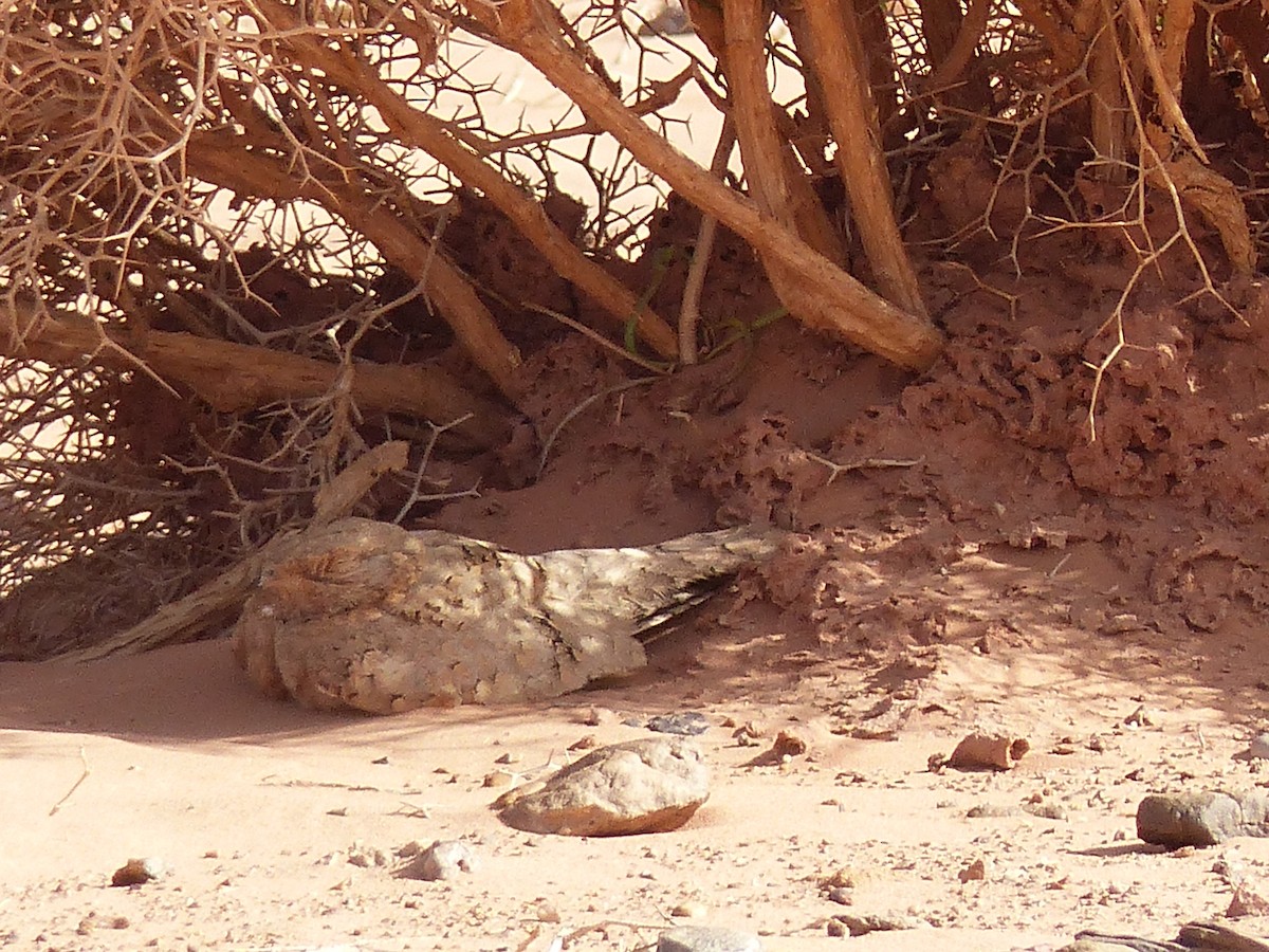 Egyptian Nightjar - ML619404112