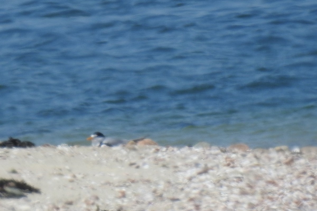 Least Tern - Anca Vlasopolos