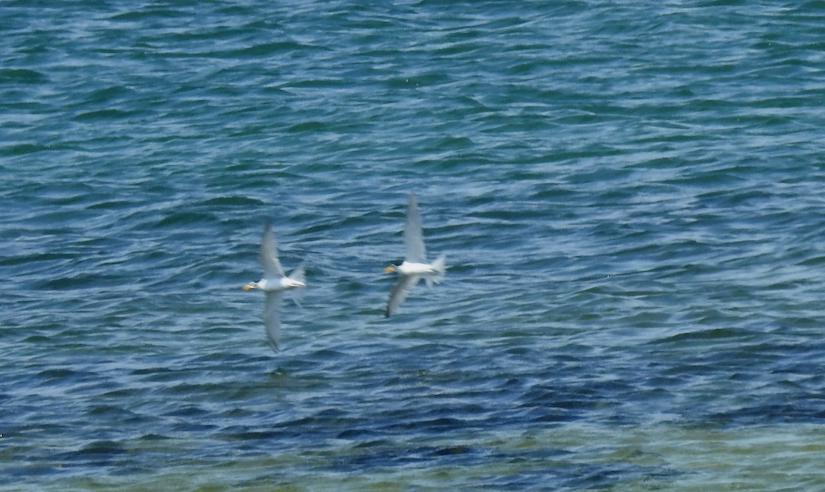 Least Tern - Anca Vlasopolos