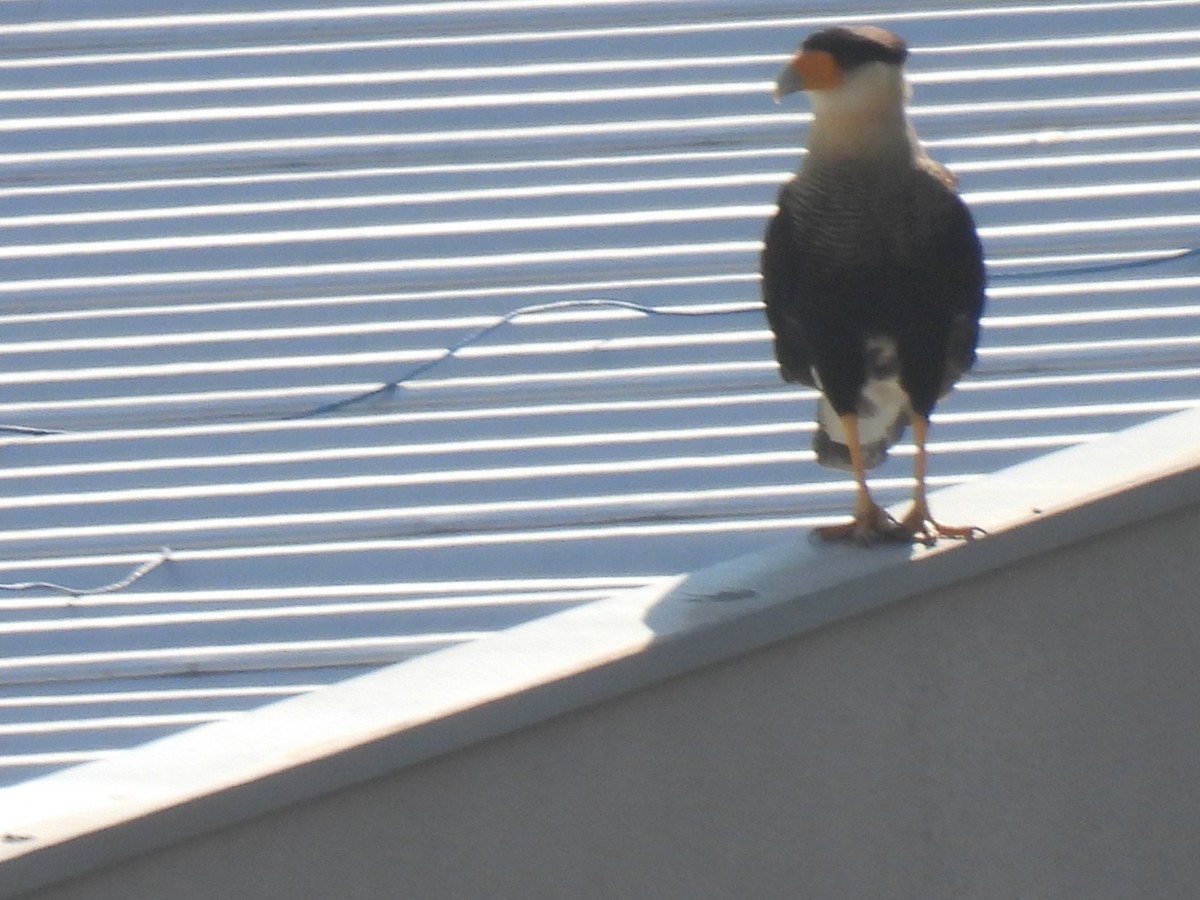 Crested Caracara - Rosana Cangello