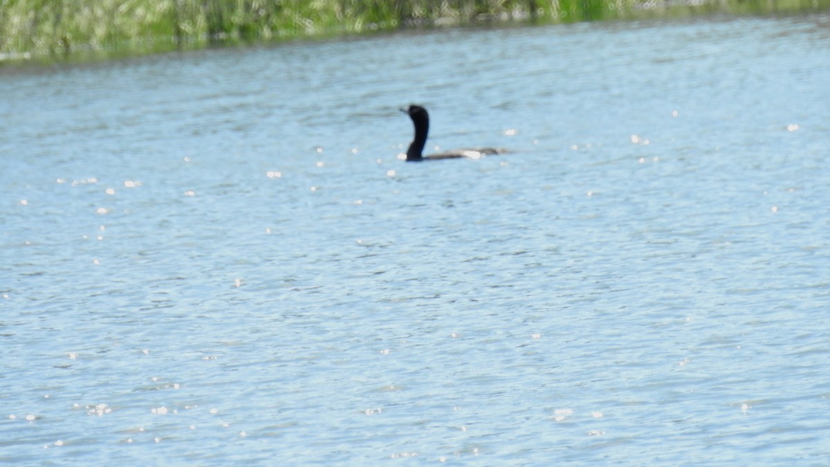 Double-crested Cormorant - Anca Vlasopolos