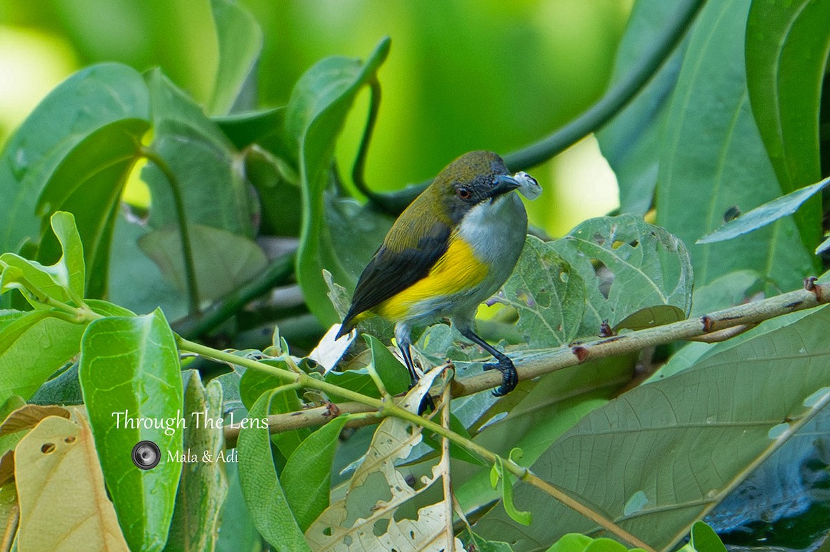 Yellow-sided Flowerpecker - Premala Arulampalam