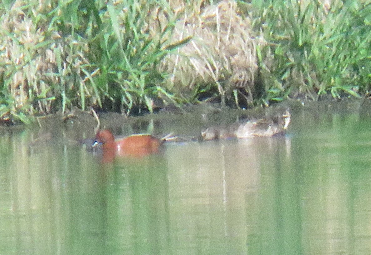 Cinnamon Teal - Kathryn Clouston