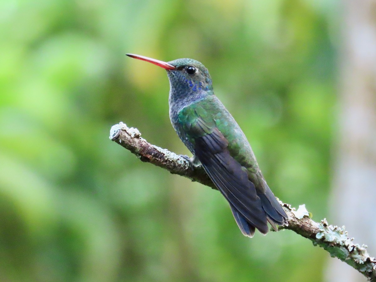 Sapphire-spangled Emerald - Greg Vassilopoulos