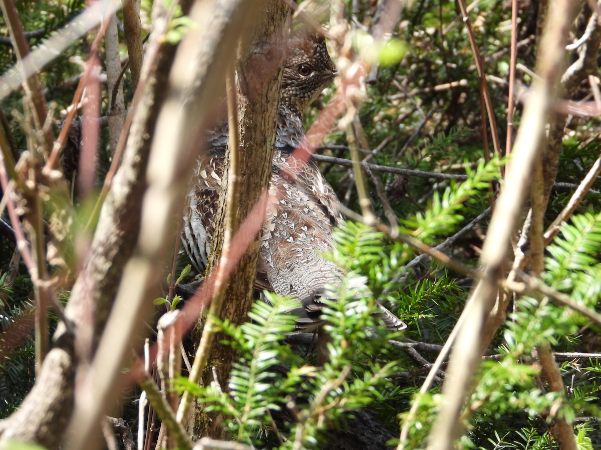 Ruffed Grouse - Denis Provencher COHL