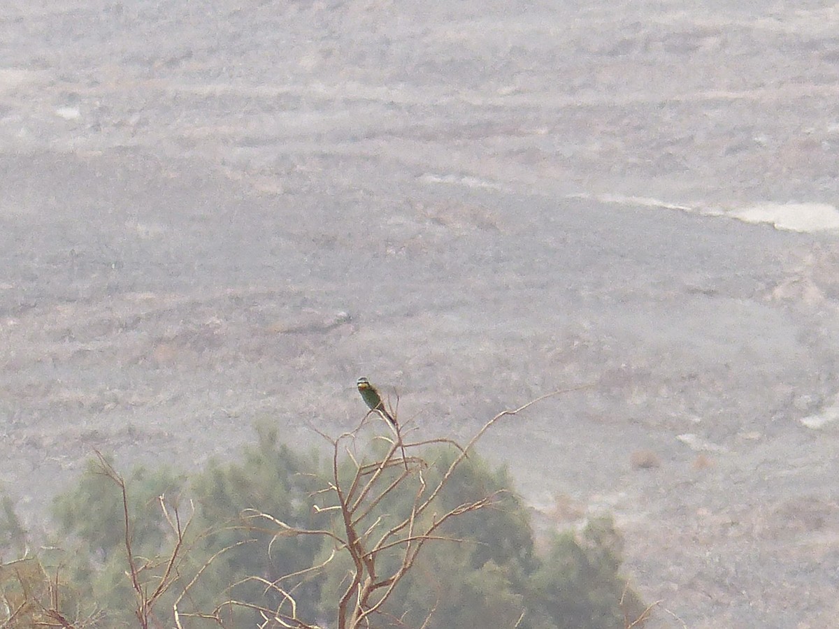 Blue-cheeked Bee-eater - Jorge López Álvarez