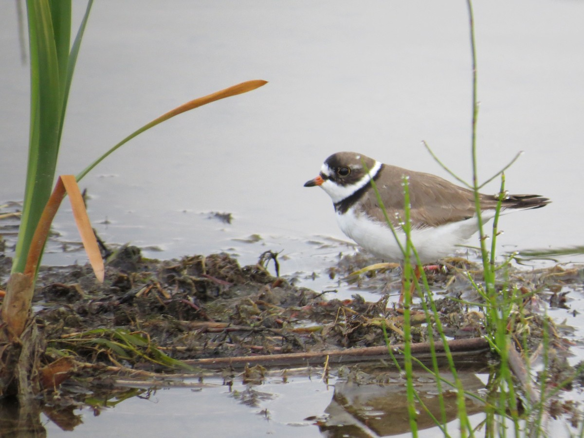 Semipalmated Plover - ML619404172