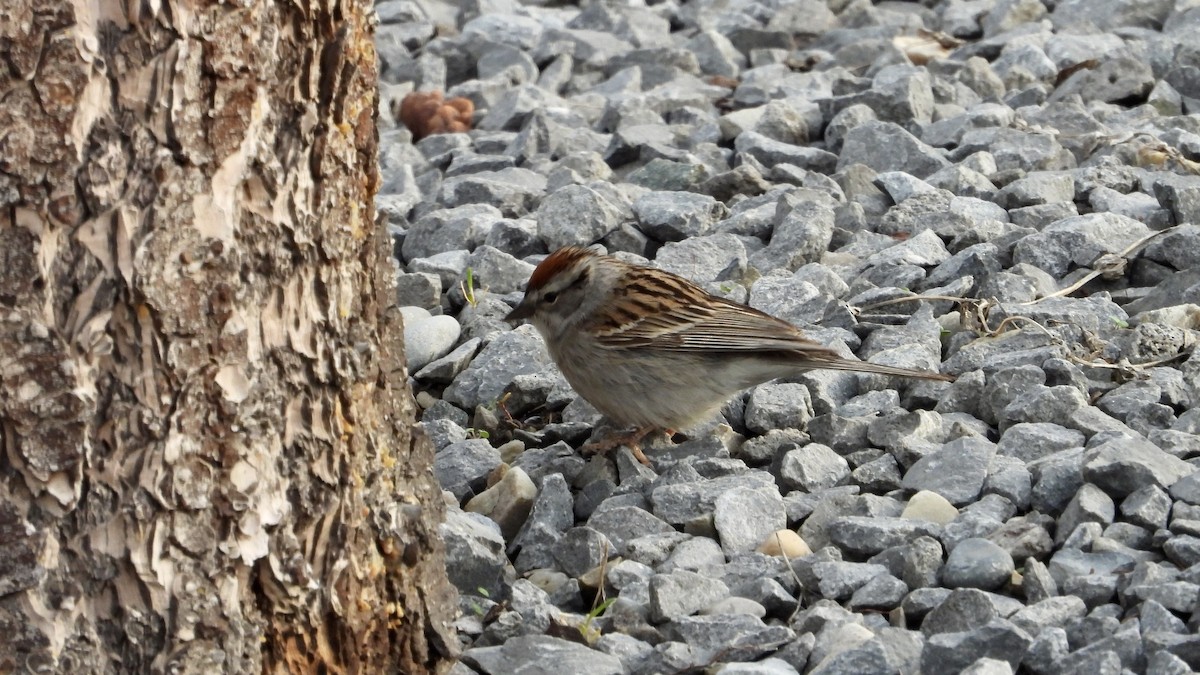 Chipping Sparrow - George Halmazna