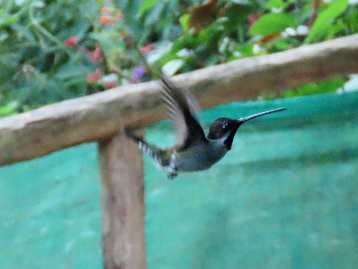 Long-billed Starthroat - Greg Vassilopoulos