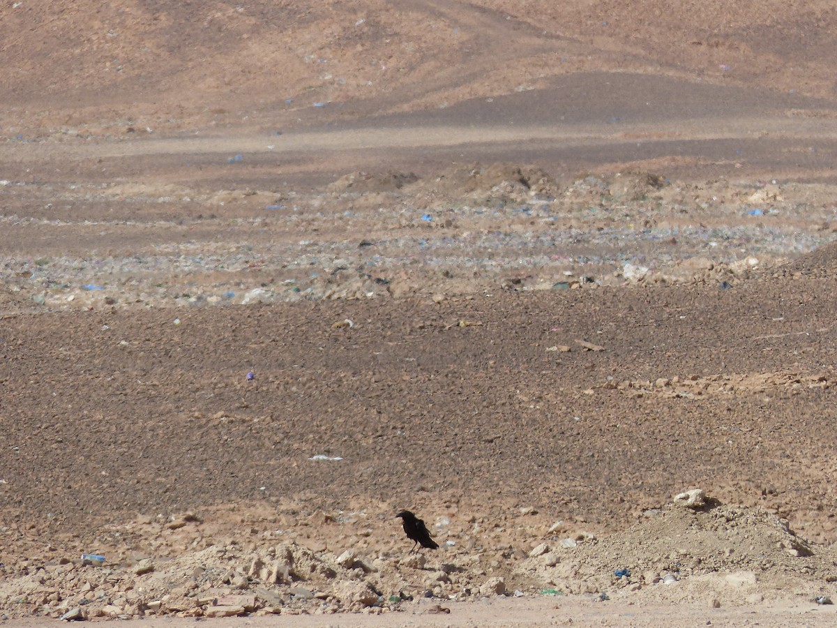 Brown-necked Raven - Jorge López Álvarez