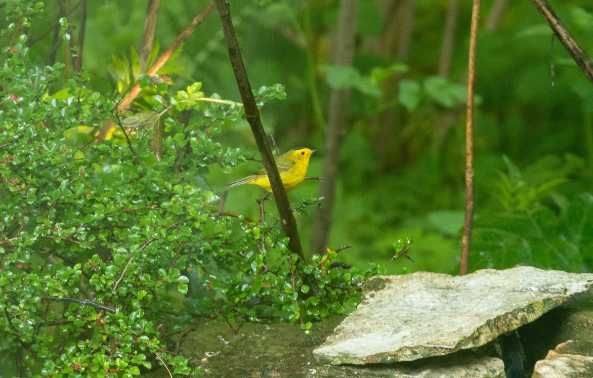 Wilson's Warbler - ML619404183