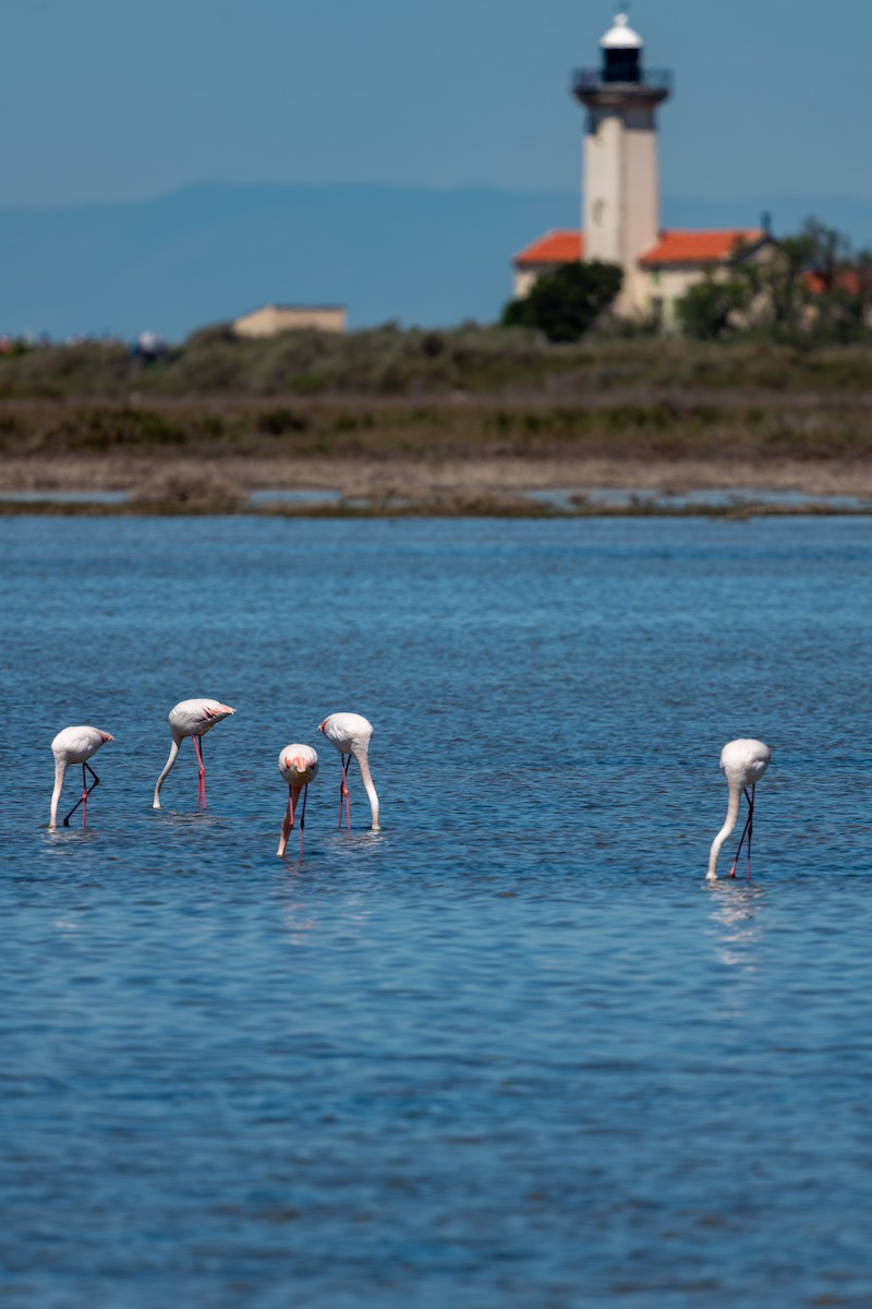 Greater Flamingo - lucien ABAH