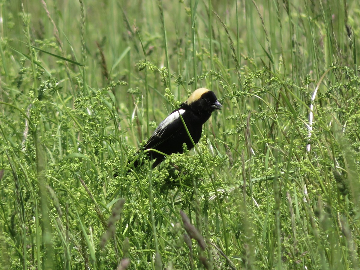 bobolink americký - ML619404198