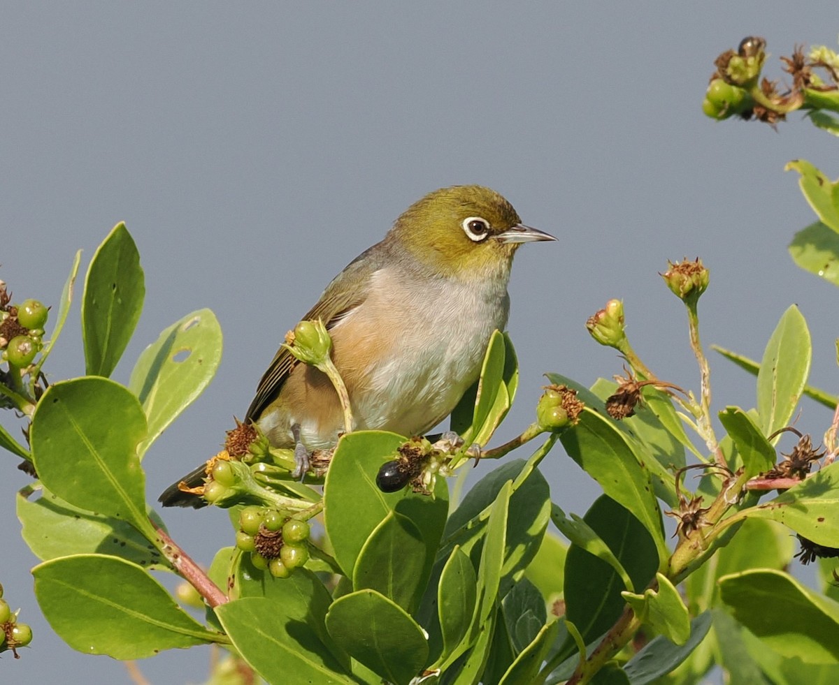 Graumantel-Brillenvogel - ML619404205