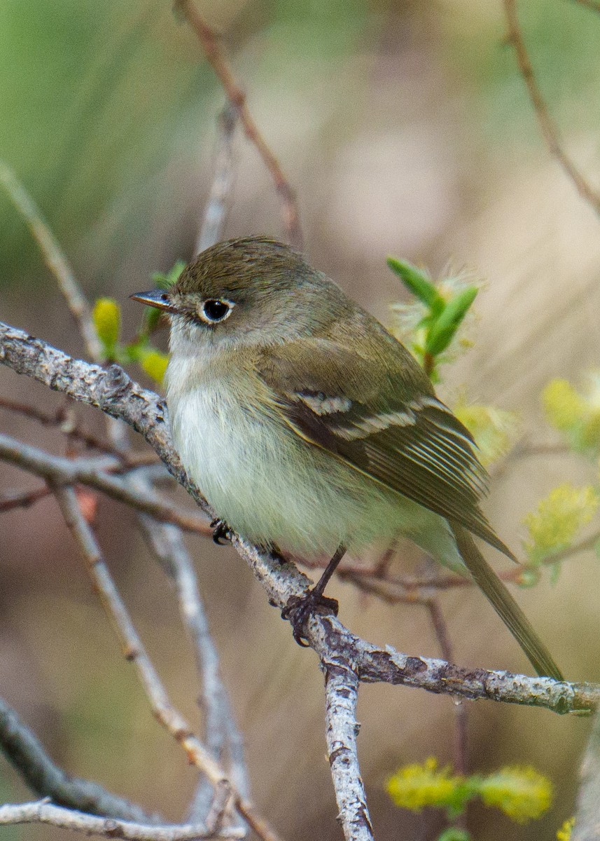 Least Flycatcher - Neill McDonald