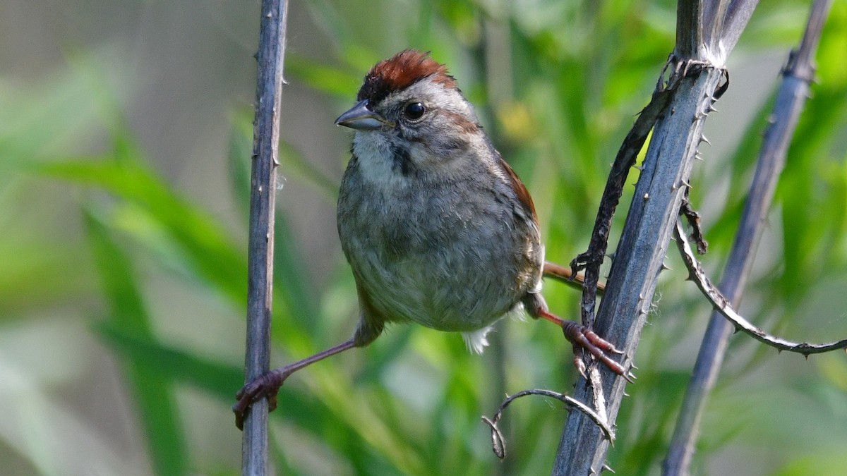 Swamp Sparrow - Carl Winstead