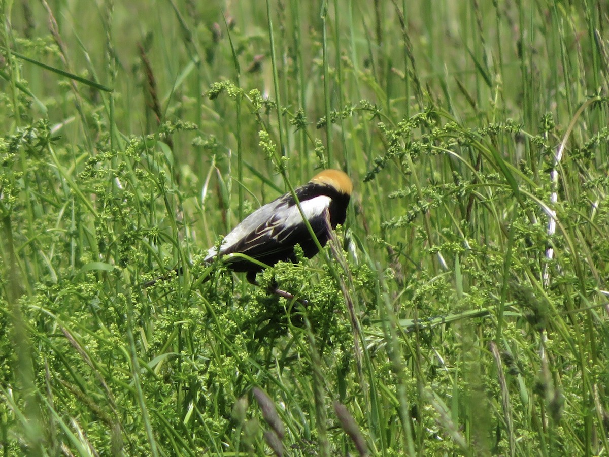 Bobolink - Deb Caron