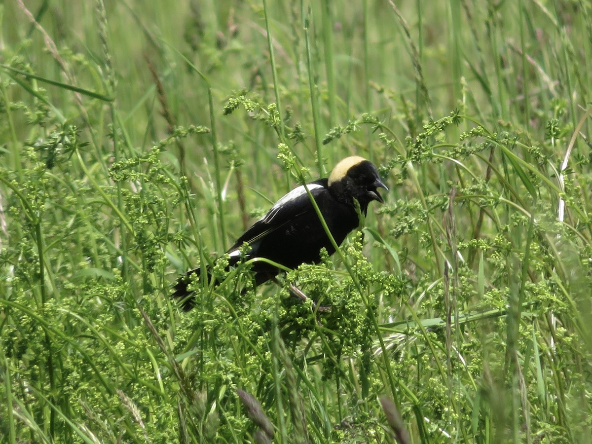 bobolink americký - ML619404217