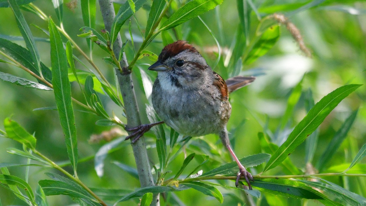 Swamp Sparrow - Carl Winstead