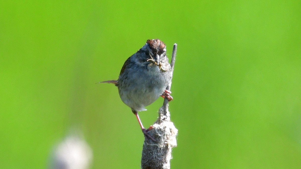 Swamp Sparrow - Carl Winstead