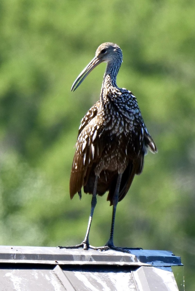 Limpkin - Lee & Mary Ann Evans