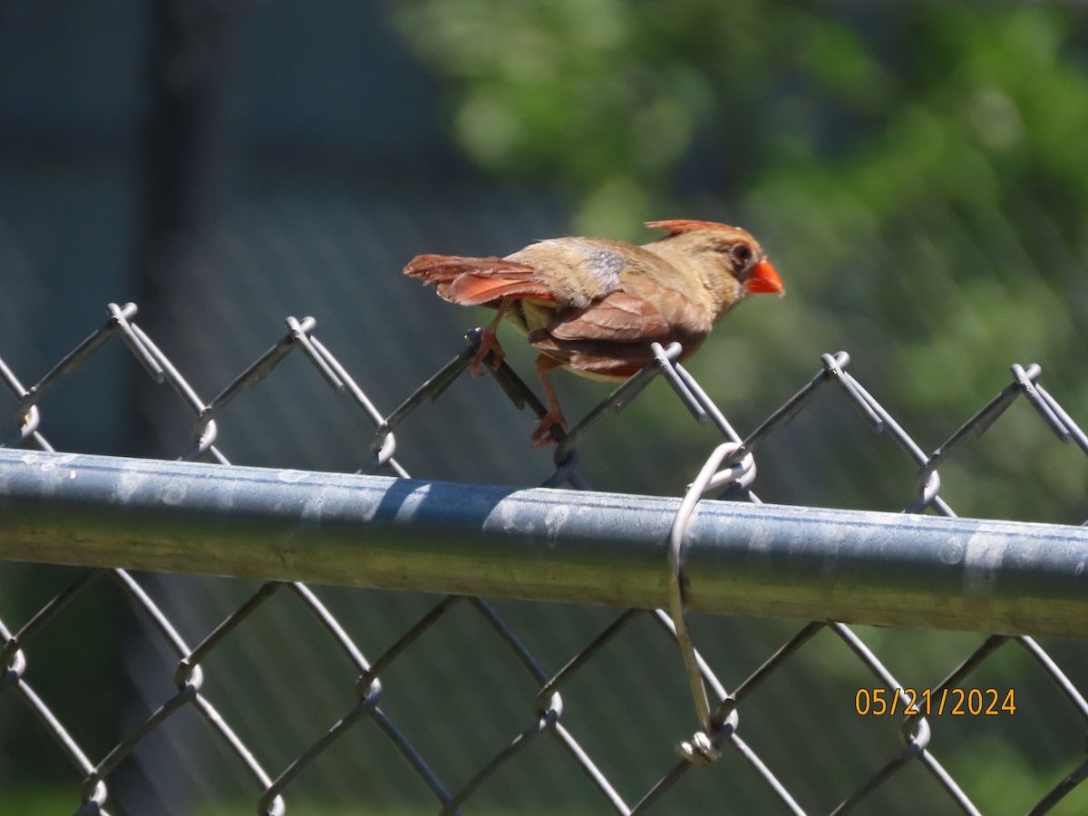 Northern Cardinal - Susan Leake