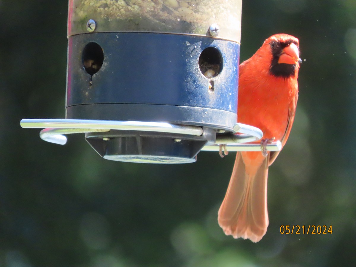 Northern Cardinal - Susan Leake