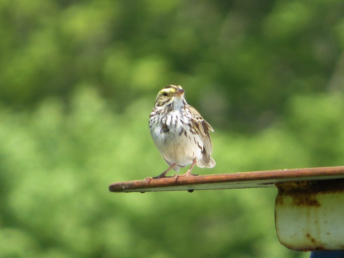 Savannah Sparrow (Savannah) - Deb Caron