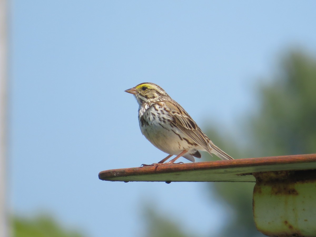 Savannah Sparrow (Savannah) - Deb Caron