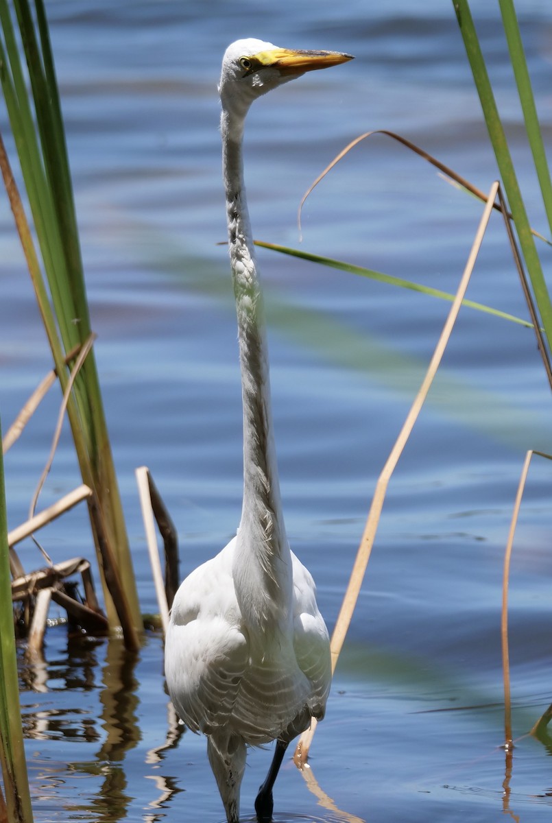 Great Egret - ML619404251