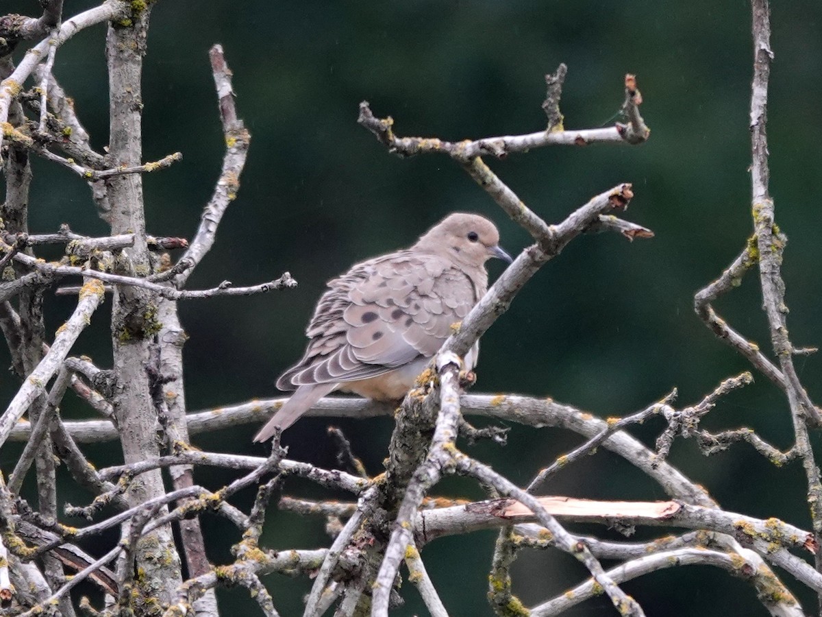 Mourning Dove - Norman Uyeda