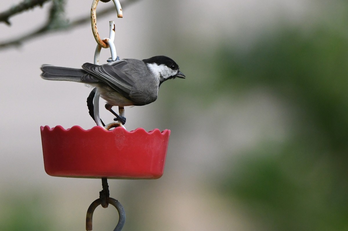 Carolina Chickadee - Kevin Smith