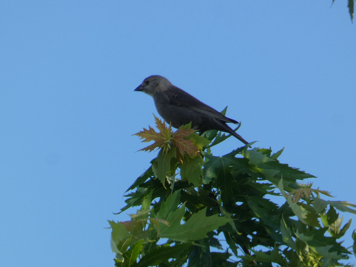 Brown-headed Cowbird - Carolyn Sanders