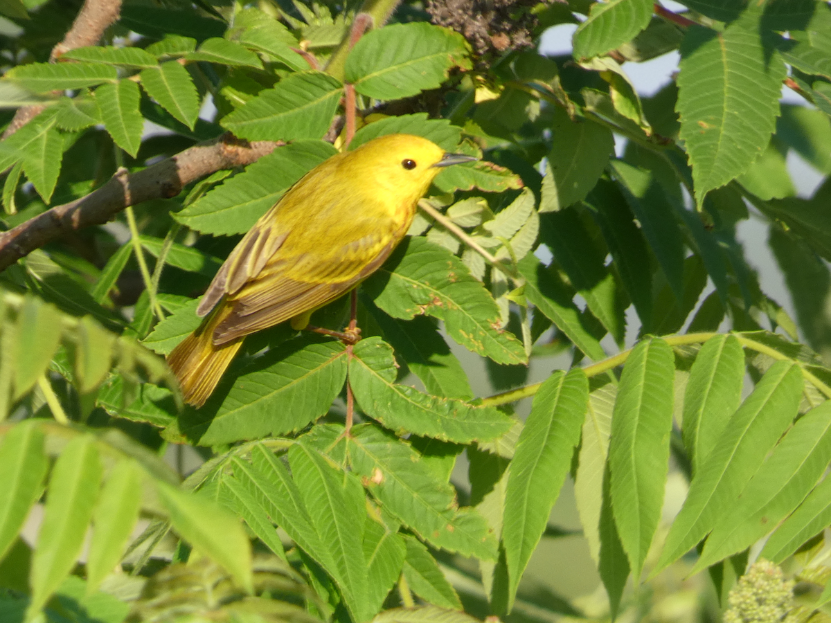 Yellow Warbler - ML619404285