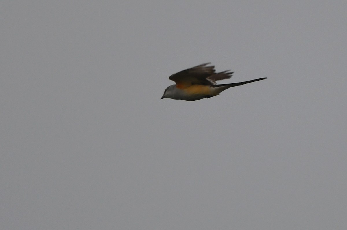 Scissor-tailed Flycatcher - Kevin Smith
