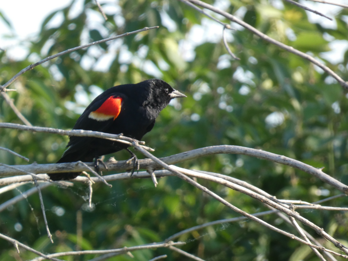 Red-winged Blackbird - ML619404307