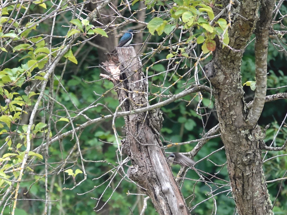 Tree Swallow - Norman Uyeda