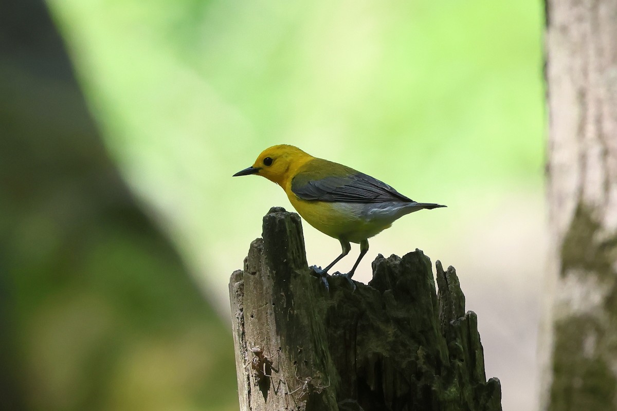 Prothonotary Warbler - Keith Pflieger