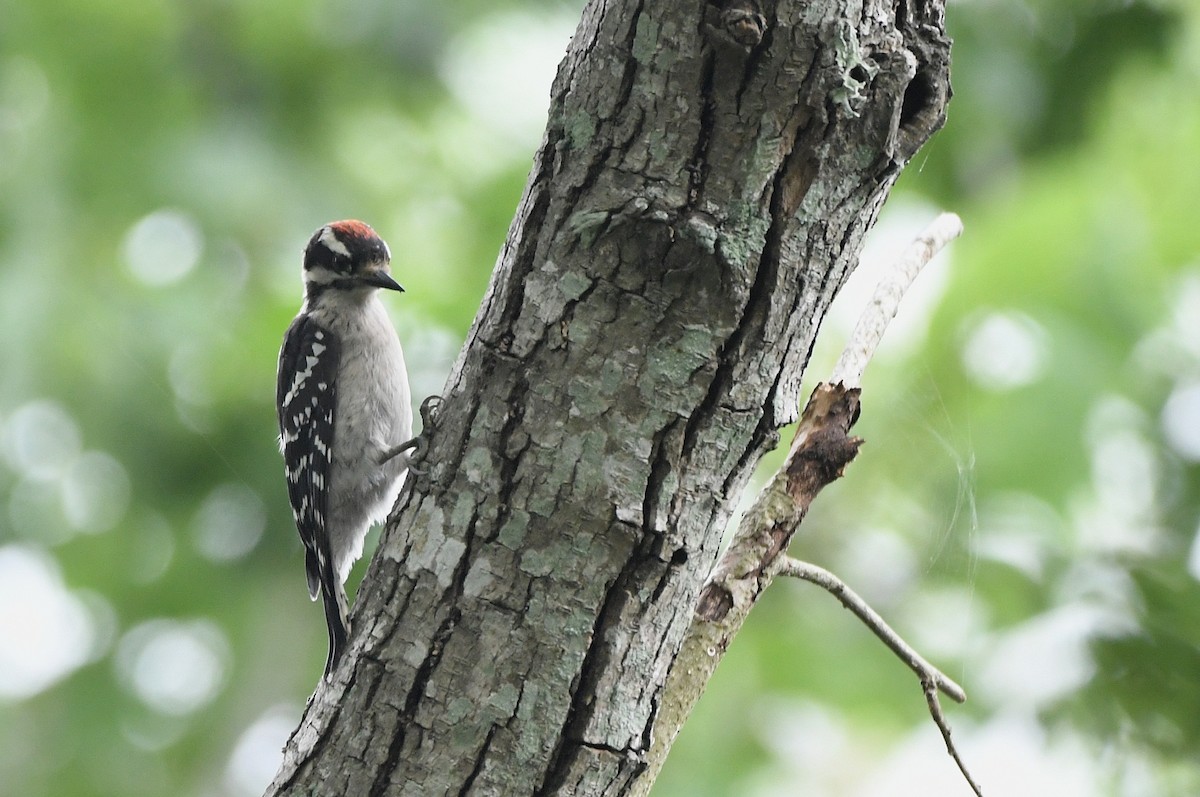 Downy Woodpecker - Kevin Smith