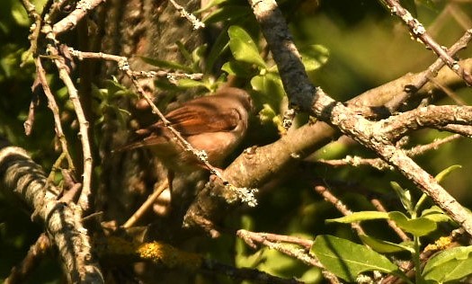 Thrush Nightingale - Sunanda Vinayachandran