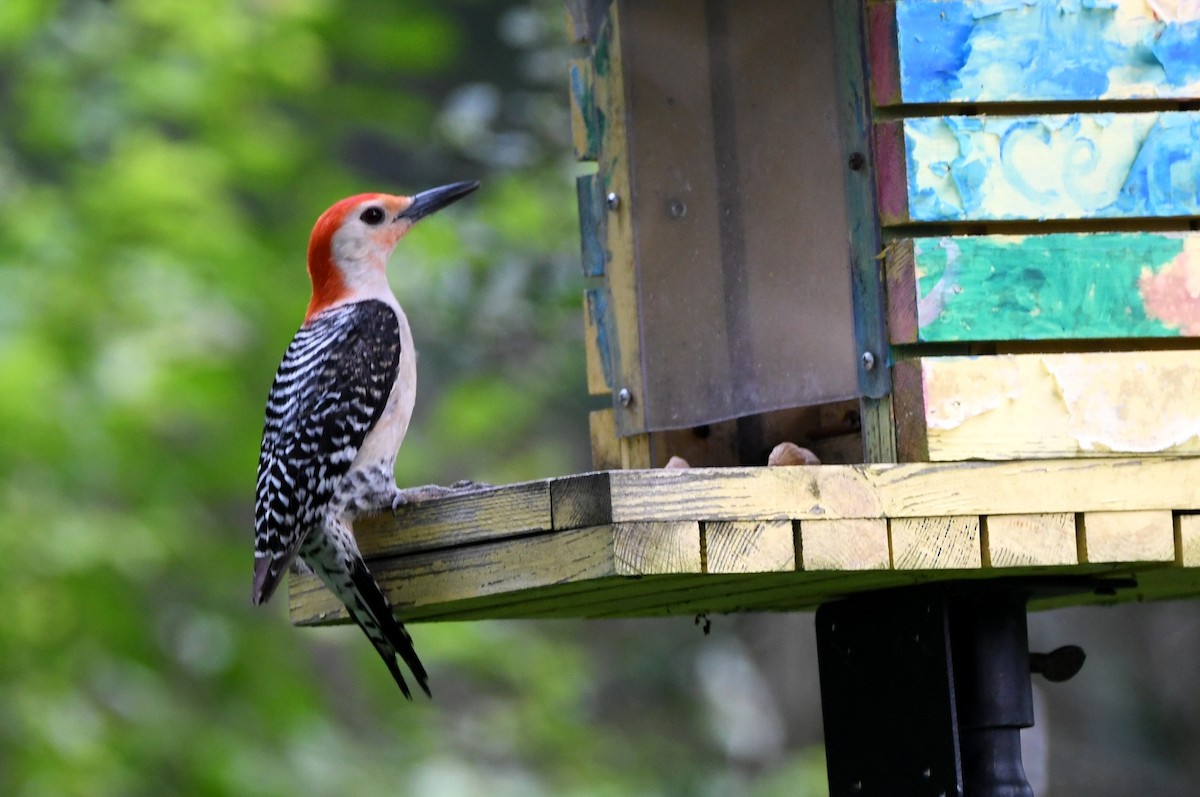 Red-bellied Woodpecker - Kevin Smith