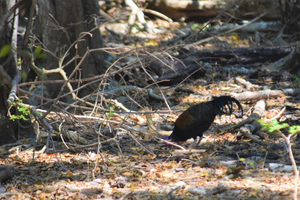 Green Junglefowl - Jorge Juan Rueda