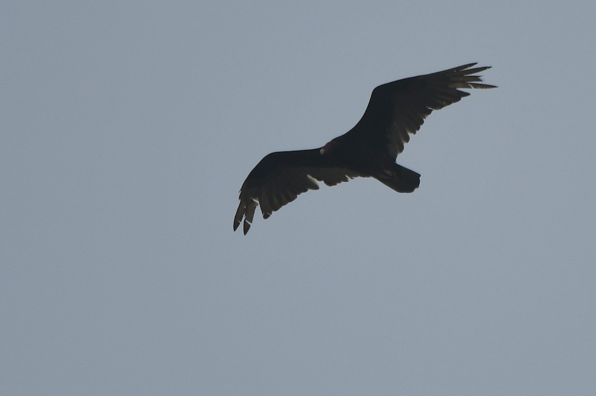 Turkey Vulture - Kevin Smith