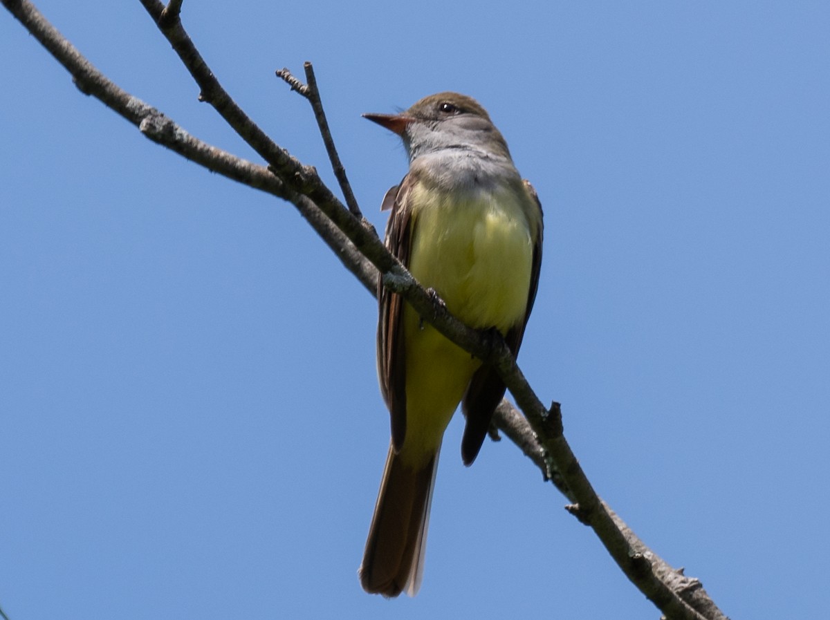 Great Crested Flycatcher - ML619404353