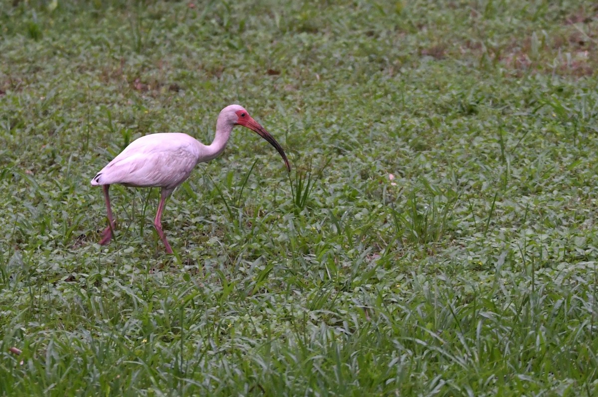 White Ibis - Kevin Smith