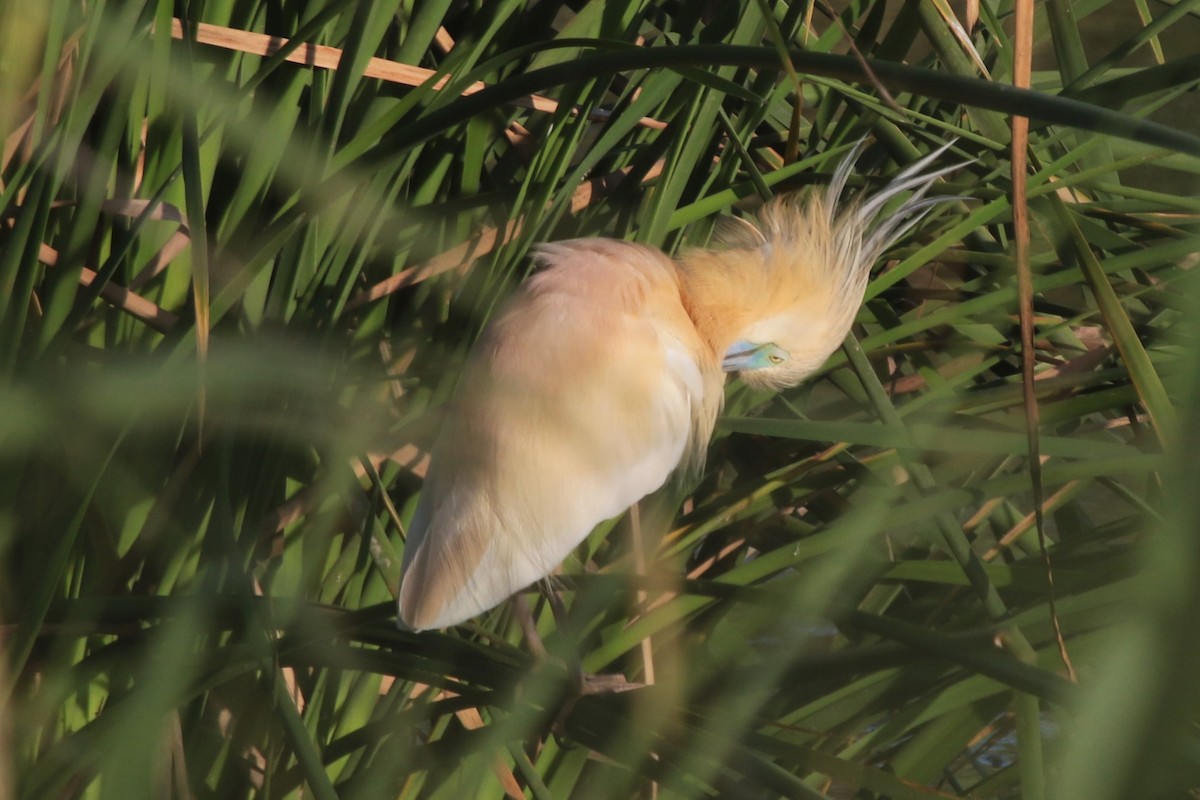 Squacco Heron - Jan van der Blom