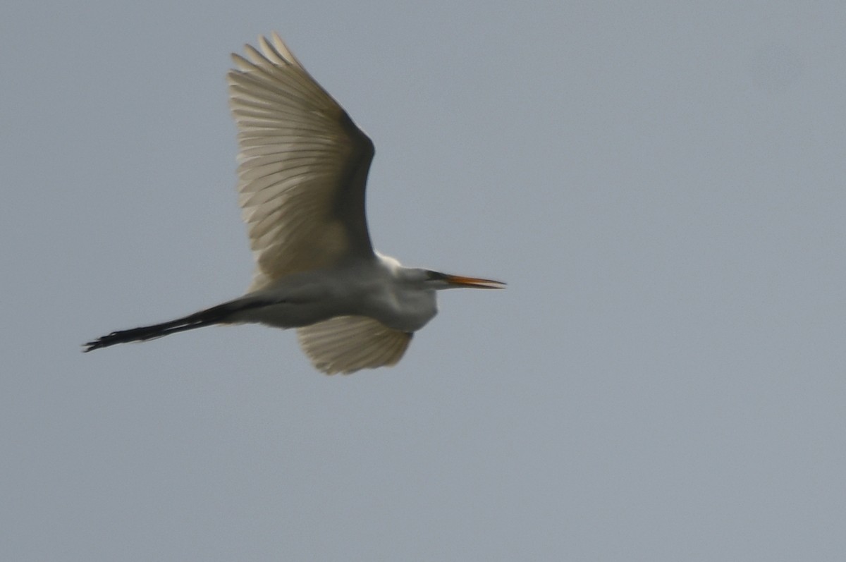Great Egret - Kevin Smith