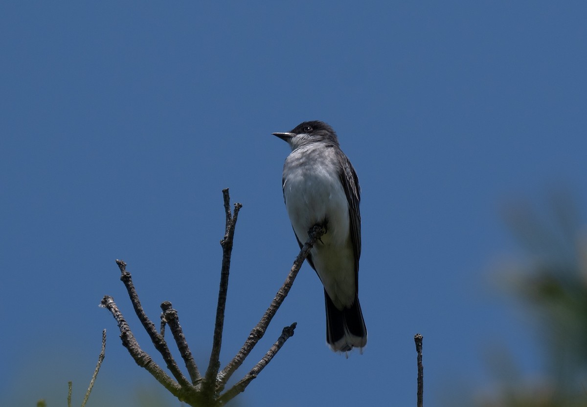 Eastern Kingbird - Bonnie Tate